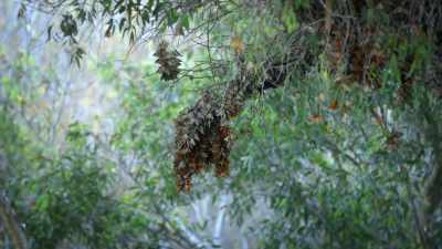 NARRATOR: Monarchs may love nice weather,
but they need something else to survive. - United States of Animals