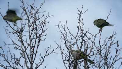 NARRATOR: Monk parakeets live together
in large communes. - United States of Animals