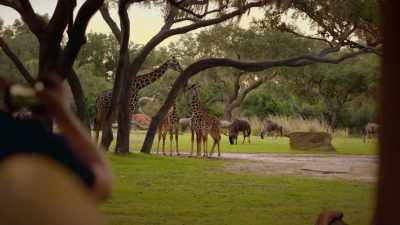 NARRATOR: More than a year of work
went into creating a tree - Magic of Disney's Animal Kingdom