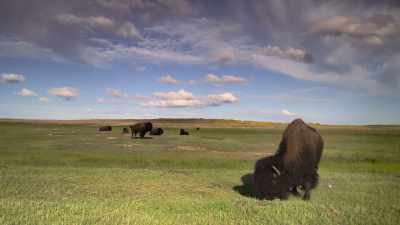 Narrator: Native Americans
seamlessly wove the animals - The American Buffalo