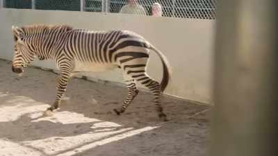 NARRATOR: Next stop,
the zebras' new savanna barn... - Magic of Disney's Animal Kingdom