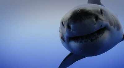 NARRATOR: Now Skomal has
discovered a terrifying clue. - Shark Attack Files