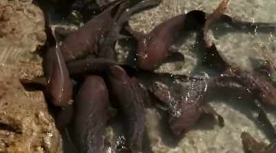 NARRATOR: Nurse sharks
aren't usually aggressive. - Shark Attack Files
