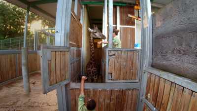NARRATOR: One small step for Kenya
could mean a giant leap - Magic of Disney's Animal Kingdom