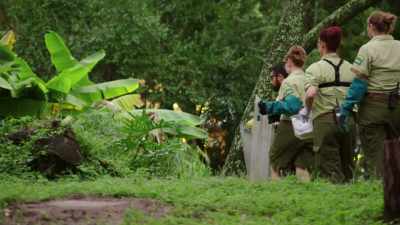 NARRATOR: ...or break it. - Magic of Disney's Animal Kingdom