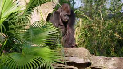 NARRATOR: Over at Gorilla Falls, - Magic of Disney's Animal Kingdom