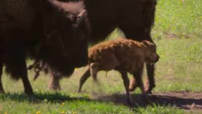 Narrator: Over the centuries,
their grazing habits - The American Buffalo