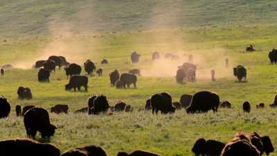 NARRATOR Over the centuries, - The American Buffalo