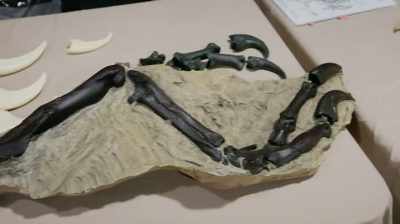 Narrator:
PETE LARSON BROUGHT ALONG CASTS
OF SPECIFIC T. REX - Dino Hunters