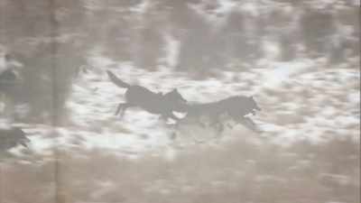 NARRATOR: Race a pack of gray wolves - United States of Animals