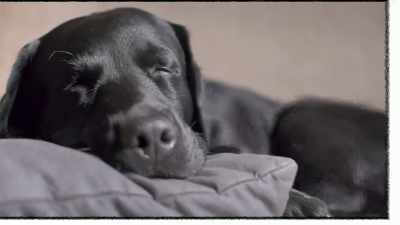[narrator] Scientists have found
something like REM sleep - The Mind, Explained