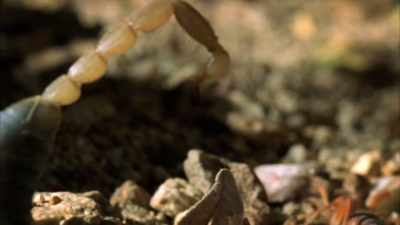 NARRATOR: Scorpions hunt by ambush, - United States of Animals