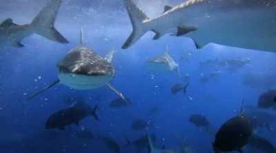 NARRATOR: Sharks have speed,
killer teeth, adaptations, - Shark Attack Files