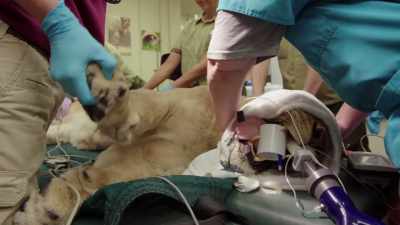 NARRATOR: She's in great shape.
A dandy lion. - Magic of Disney's Animal Kingdom