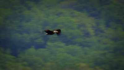 NARRATOR: So come experience
America's bird like nowhere else. - United States of Animals