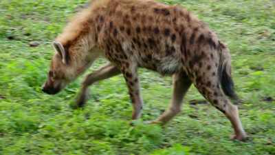 NARRATOR: So every day,
Nicole shows these guys - Magic of Disney's Animal Kingdom