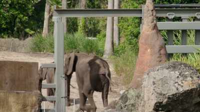 NARRATOR: So far, so good. - Magic of Disney's Animal Kingdom