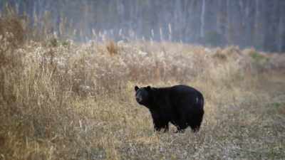 NARRATOR: So how do these Carolina
heavyweights get so heavy? - United States of Animals