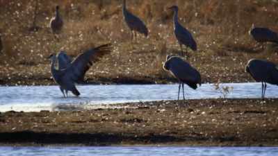NARRATOR:
So, these migrating masterpieces - United States of Animals