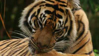 NARRATOR: So with Sohni safely inside
for the night... - Magic of Disney's Animal Kingdom