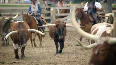 NARRATOR: So, if you're tough enough
for the total Texas experience, - United States of Animals