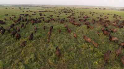 Narrator: Some ranchers and many
non-profit organizations-- - The American Buffalo