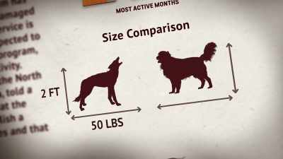 NARRATOR:
Standing just over two feet tall, - United States of Animals