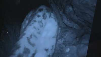 NARRATOR: Straight away,
a snow leopard. - Ghost of the Mountains