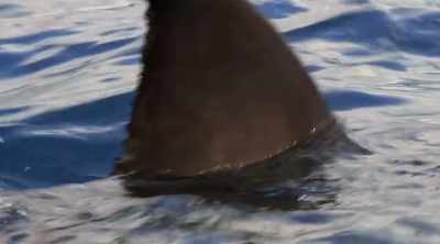 NARRATOR: Swimming in
the waters off Cape Cod, - Shark Attack Files