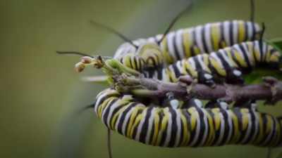NARRATOR: That's because caterpillars
won't eat anything except milkweed. - United States of Animals