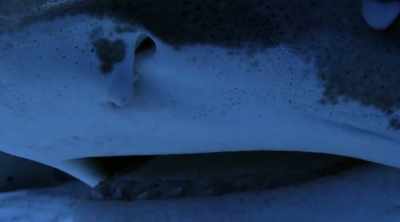 NARRATOR: The ampullae let the shark detect
tiny electrical fields given off by its prey. - Shark Attack Files