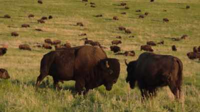 Narrator: The Cheyenne
had followed them so closely - The American Buffalo
