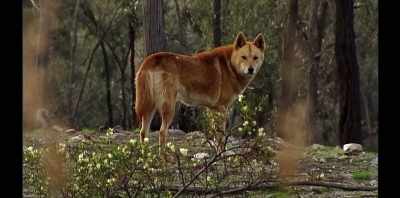 NARRATOR:
The dingo isn't actually a dog. - Koko: A Red Dog Story