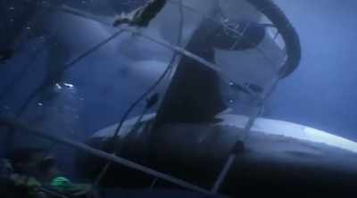 NARRATOR: The diver
drops his air regulator - Shark Attack Files