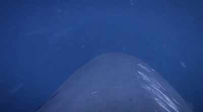 NARRATOR: The fin cam collects
data and footage for hours. - Shark Attack Files