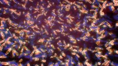 [narrator] The gut is a diverse
environment where our own cells, - Human: The World Within