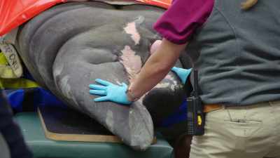 NARRATOR:
The hydraulic table begins to lift - Magic of Disney's Animal Kingdom