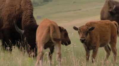 Narrator: The most
important work of restoring - The American Buffalo