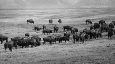 Narrator: The Pablo-Allard
herd flourished - The American Buffalo