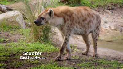 NARRATOR: The park has two spotted hyenas. - Magic of Disney's Animal Kingdom