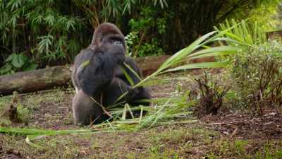 NARRATOR: The park's browsing animals
are treated to fresh cut foliage, weekly. - Magic of Disney's Animal Kingdom