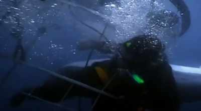 NARRATOR: The second
diver tries the same - Shark Attack Files