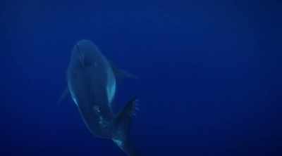 NARRATOR: The shark
also got out unscathed - Shark Attack Files