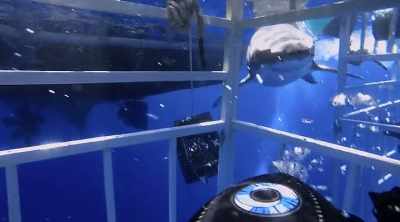 NARRATOR: The shark
turns, but it's too late - Shark Attack Files
