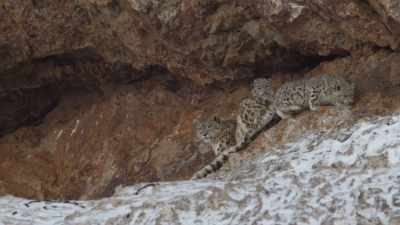 NARRATOR:
The snow leopard family,
back together. - Ghost of the Mountains