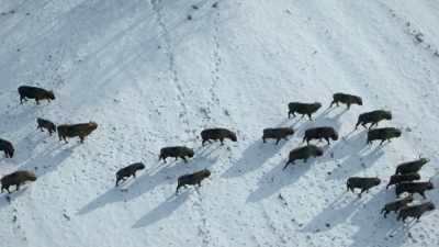 NARRATOR: The species
was once almost wiped from the planet. - Europe From Above