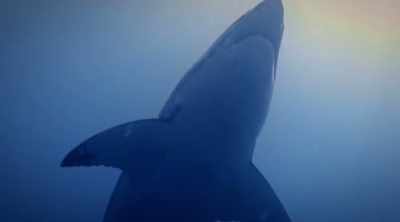 NARRATOR: The stalking behavior
observed in the Caleb Swanepoel - Shark Attack Files