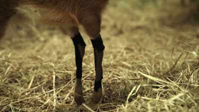 NARRATOR: The tape can help straighten
Stark's legs, - Magic of Disney's Animal Kingdom