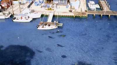 NARRATOR: The team docks
at a place they call - Shark Attack Files