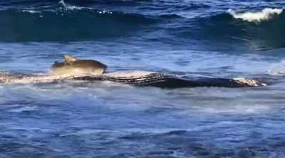 NARRATOR: The tiger shark that
came onto the beach to attack - Shark Attack Files